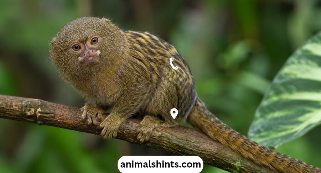 Top 18 Small Monkey Breeds In The World
