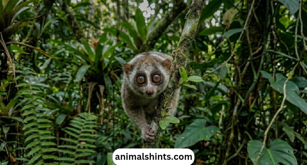 Top 18 Animals with Big Eyes (With Pictures)