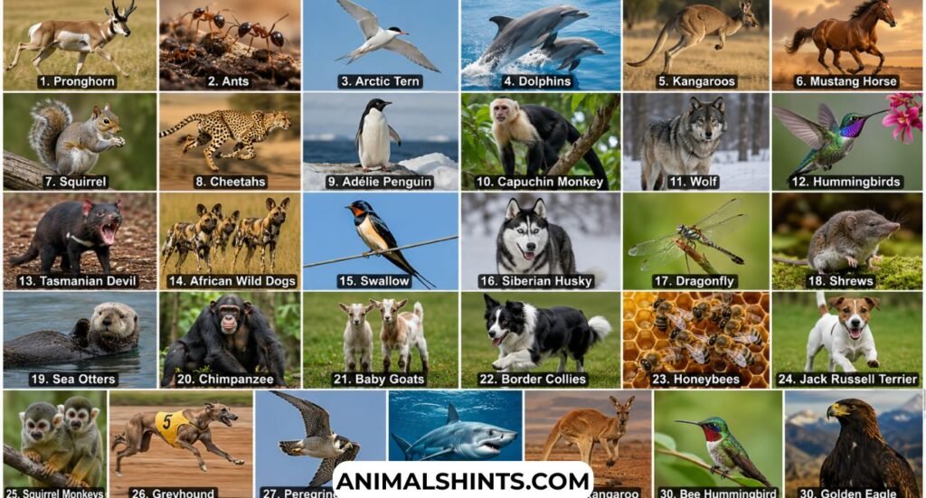 Explore Top 30 Most Energetic Animals (With Pictures)