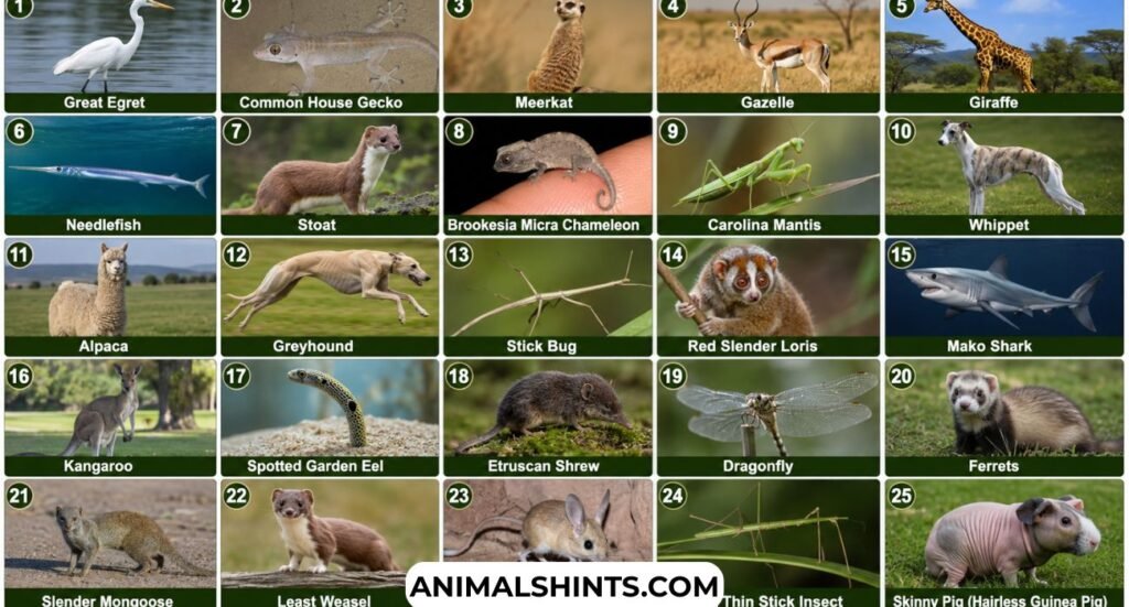 Skinny Animals: 25 Incredibly Slender Creatures That Will Amaze You