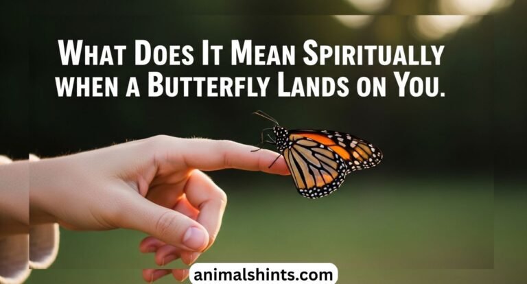 What Does It Mean when a Butterfly Lands on You